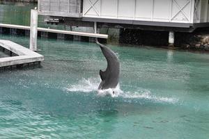 allmänning delfin Hoppar utanför polynesien bungalow foto