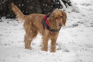 Lycklig cockerspaniel spaniel löpning i de snö foto