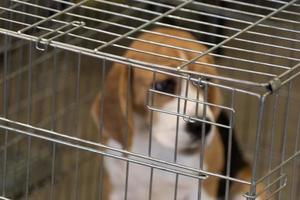 experimentera beagle hund i en bur foto