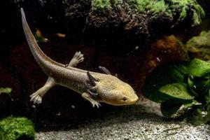 axolotl amfibie vatten- djur- under vattnet foto