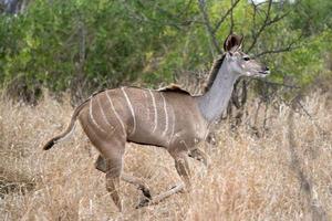 större kudu afrikansk antilop löpning i kruger parkera foto