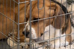 experimentera beagle hund i en bur foto