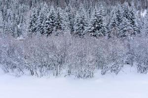 snö vandring skog panorama landskap bergen av santa caterina valfurva italiensk alps i vinter- foto