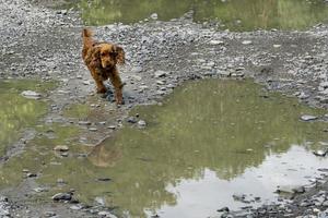 Lycklig valp hund cockerspaniel spaniel i de flod foto