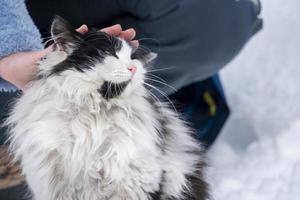 mänsklig hand smeksam katt porträtt i de snö bakgrund foto