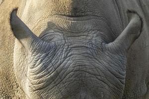 noshörning noshörning stänga upp detalj av öron foto
