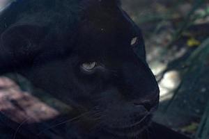 svart panter jaguar porträtt foto
