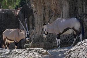 oryx afrikansk antilop porträtt foto