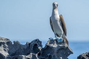 sula nebouxii blå fotad galapagos fågel i baja kalifornien foto