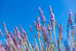 skön stänga upp ekologi natur landskap med blommor och äng. abstrakt gräs bakgrund med ljus vår sommar solljus, Sol strålar på suddig naturlig bakgrund foto