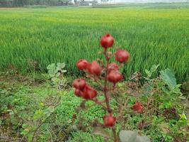 skön röd vild blomma bredvid en grön beskära fält foto