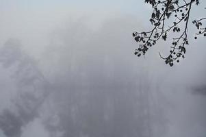 genom en tung dimma, de konturer av träd dyka upp på ett ö i de damm. foto