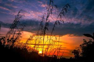 gräs i silhuett mot de orange solnedgång himmel foto