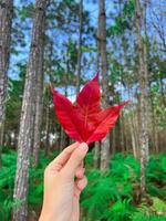 närbild innehav en röd lönn blad i de skog foto