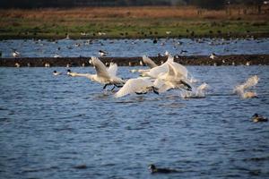 en se av en whooper svan på Martin ren natur boka foto