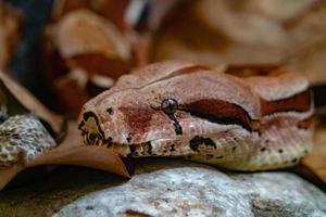 boa constrictor orm stänga upp porträtt foto