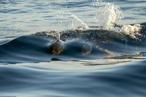 Lycklig ung randig delfiner medan surfing i Vinka rör foto