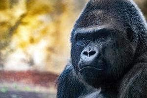 silverback kung gorilla ansikte stänga upp ögon Kontakt ser på du foto