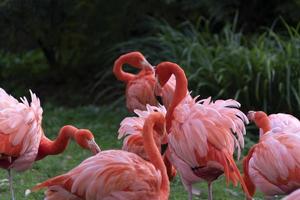 rosa flamingos familj grupp på grön foto