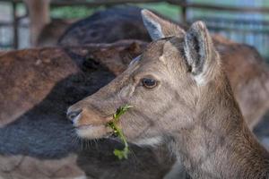 kvinna rom mula rådjur foto