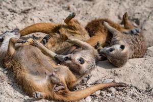 afrikansk meerkats porträtt medan stridande foto