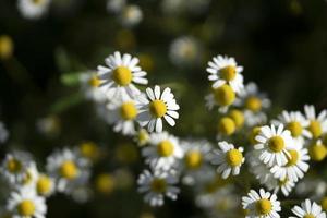 kamomill blomma fält foto