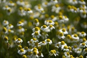 kamomill blomma fält foto