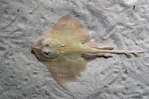 sting stråle fisk på hav yta foto