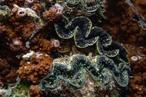 jätte tridacna mussla i polynesien foto