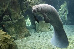 manatee stänga upp porträtt ser på du foto