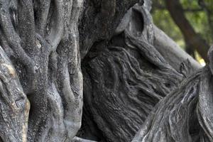 300 år gammal oliv träd i san francisco javier vigge biundo uppdrag loreto foto