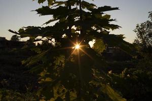 Sol lyser genom växt på solnedgång. detaljer av natur. liten Sol i snår. foto