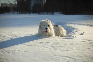 hund i snö. gå med husdjur. hund med vitt hår på vintern i parken. foto