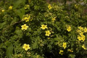 gul blommor i trädgård. växter i parkera. små blommor i sommar. foto