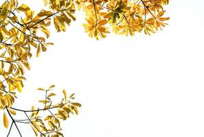 guld Färg löv på klar himmel och solljus bakgrund foto