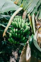 stänga upp grön bananer på banan träd foto