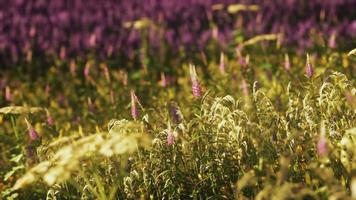 vild blomma blanda med vallmo foto