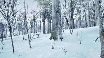 värma vinter- solnedgång lysande genom en skog med lång tall träd foto