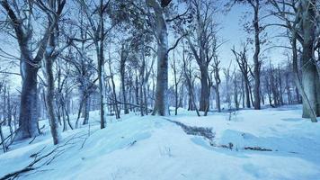 vinter- landskap i en tall skog de Sol lyser genom de träd foto