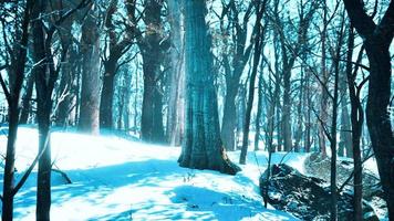 skog i vinter- tid på solnedgång foto