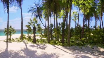 miami söder strand parkera med palmer foto