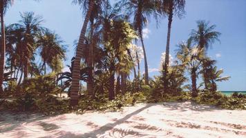miami söder strand parkera med palmer foto