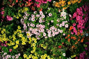 blomma säng på en promenad längs de strand foto