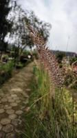 pennisetum alopecuroides hameln niedriges lampenputzergras dekorativ gräs blomma. foto