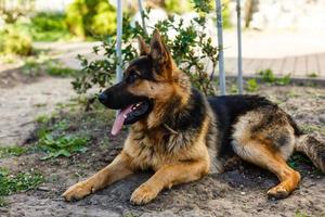 hund tysk herde liggande på gräs i parkera foto