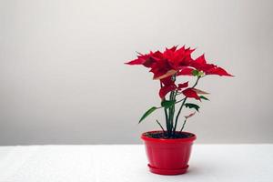 röd julstjärna växt i trä vas isolerat på vit foto
