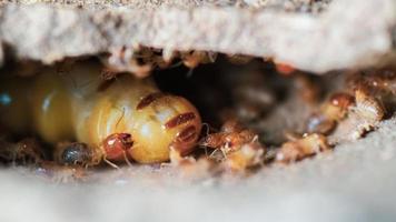 makro skott. drottning av termiter och termiter arbetssätt i en bo tillverkad av jord. små djur- värld begrepp foto