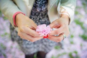 skön blommande japansk körsbär - sakura. blommor i kvinnors händer på vår dag. foto