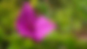 defocused skön och fantastisk rosa bougainvillea blommor foto