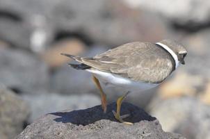 vuxen kentish plover vattenfågel foto